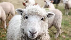WOOL comes from sheep